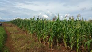 MAIZE FARM