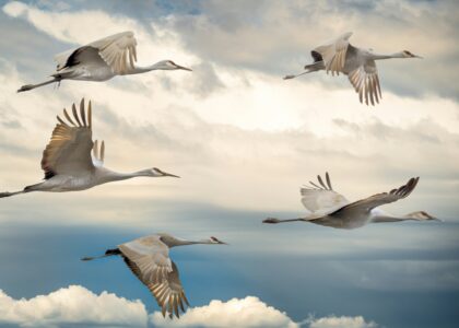 migrate