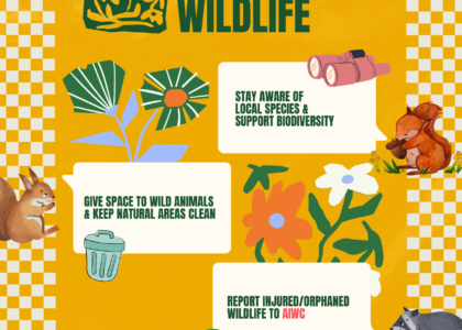 wildlife