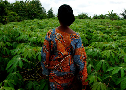 cassava