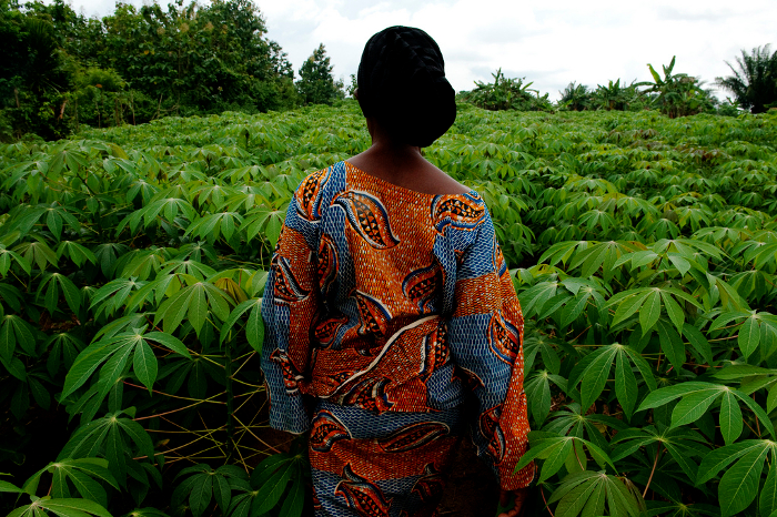 cassava